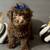 Toy Poodle Male 1 thumbnail