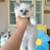 Kitten For Sale 2 thumbnail