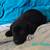 Rehoming furbabies 1 thumbnail