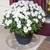 Jumbo Nursing Plastic Black Pot 7 gal & 16" Saucer - $5 (Midtown West) 6 thumbnail