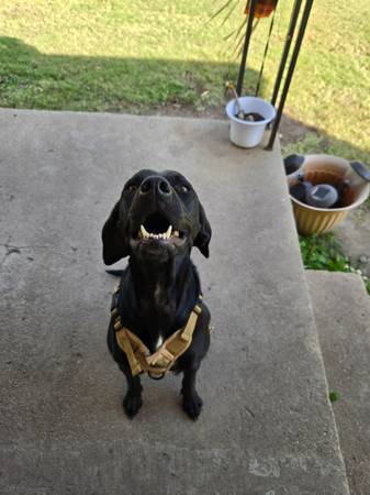 Beautiful Weimaraner/lab (Wichita)64312248835457124