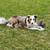 Red border collie Aussie mix 2 thumbnail