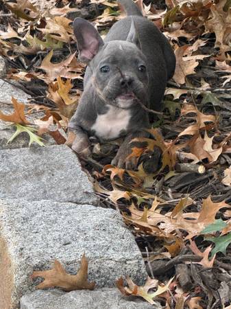 Cachorros de bulldog francés de 8 semanas63882831887107122