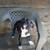 Dogs & puppies needing to rehome 6 thumbnail