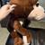 New Stuff Animals 4 thumbnail
