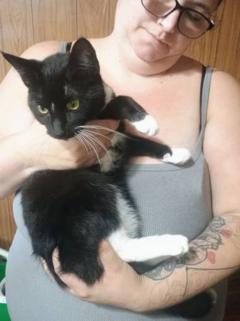 2 gatos de 1 y 1/2 años (Spartanburg)63661423932803120