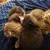 Rehoming 8 week old kittens--UPDATED 11/20 1 thumbnail
