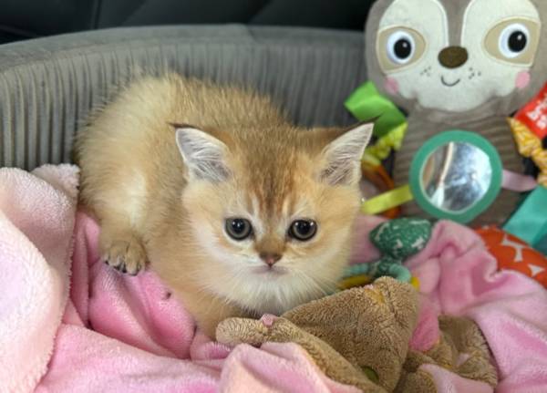 Scottish Fold/Stray-Eared Kittens Looking for a Loving Home! (Mather)63919895446658121