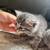 Scotish Fold Kittens 2 thumbnail
