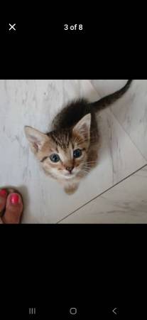 Free Kittens (Whittier)63829968616067121