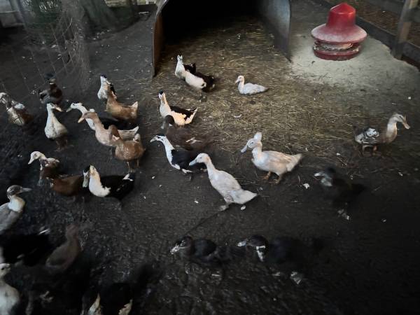 Female ducks 1