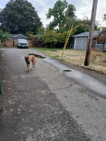 Big dog looks lost (75th and duke)63958289096579120