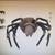 Halloween Prop Giant LED Eyes Spider New In Box 1 thumbnail