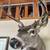 Buck Mount 4 thumbnail