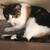 4 year old Calico Cat - Rainbow-  $50 3 thumbnail