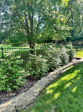 5 Large Arborvitae 'Green Giant’ Trees - $250 (Chalfont)63440803620097121