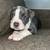 Blue nose pitbull / American bulldog mixed 3 thumbnail