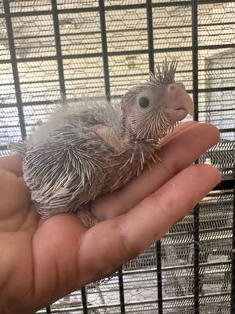 Cockatiel 1