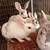Rex rabbits 4 thumbnail
