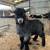 Pygmy Kid Goat 1 thumbnail