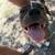 Rehoming Young Dog 1 thumbnail