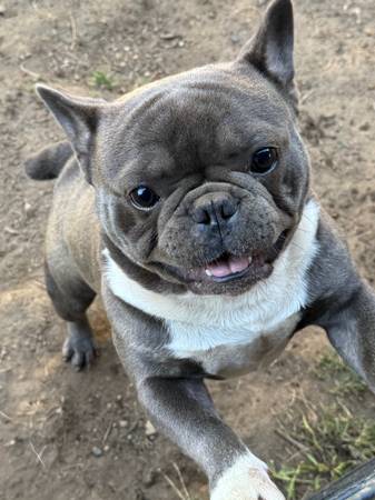 Mittens Frenchie (Des Moines)63851204906113120