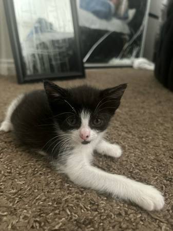 Adorables gatitos buscando hogares amorosos (cuota de rehoming) (Covina)63893714105219120