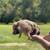 PIGLETS 7 thumbnail