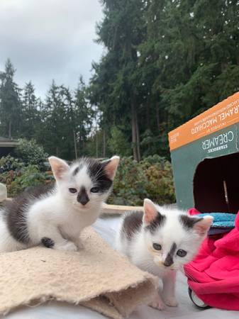 5 week old kittens (Federal way)63869711925889121