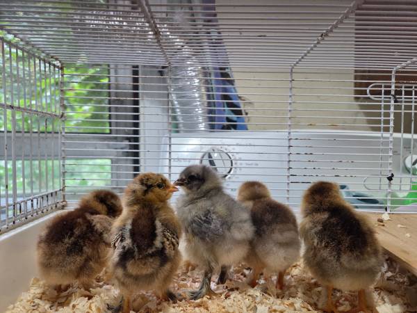 Brahma chicks (Cape Cod)63701338985601120