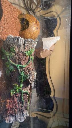 Five line skink (Dunbar)63882391675393124