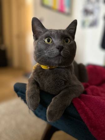 Meet Benny… sweet cat (Logan Heights)63894715894659120
