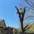 TREE SERVICE NEAR ME. TREE REMOVAL. TRIMMING. PRUNING. 817-696-5697 15 thumbnail
