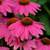 Pow Wow Wild Berry Coneflower Plants 3 thumbnail
