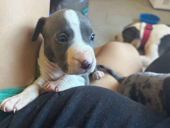 One month old (Brooklyn)63839339113857124