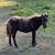 Miniature Horses 3 thumbnail