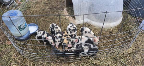 Piglets,roasters,feeders,market hogs 1