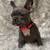 French bulldog pupirles for sale 2 thumbnail