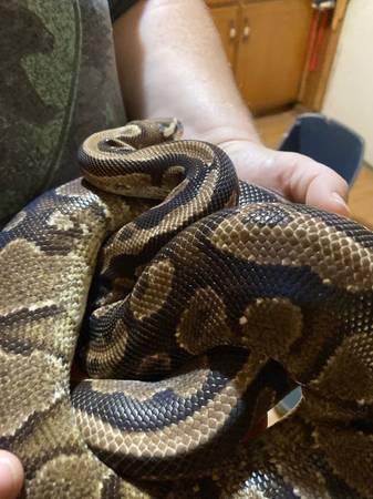 Ball Python Corn Snake y recintos (Graceville)63871469993987120