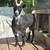 Nigerian goats-3 females 3 thumbnail