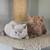 British Shorthair 4 thumbnail