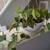 Rare LIVE Inside or Outside House PLANTS. MANY to Choose From 17 thumbnail