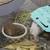 Male Guinea pigs 1 thumbnail