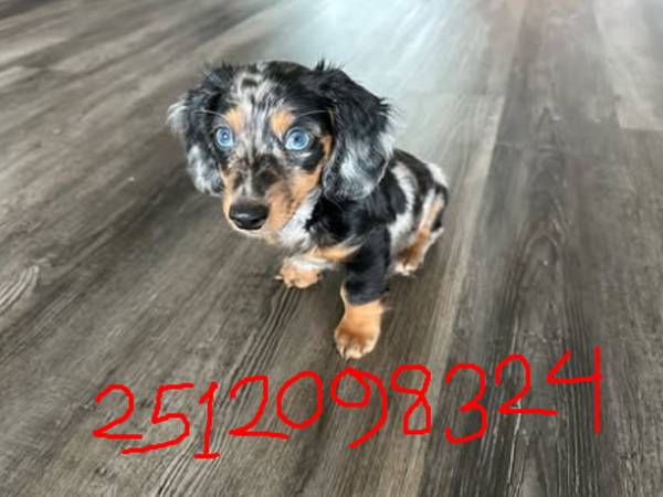 Cuteness Wrapped in Fur (North Park)63894603382019120