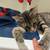 Rehoming Cat 6 thumbnail