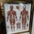 Doctors Office Reflexology+The Muscular System Framed Charts Ea@ 3 thumbnail