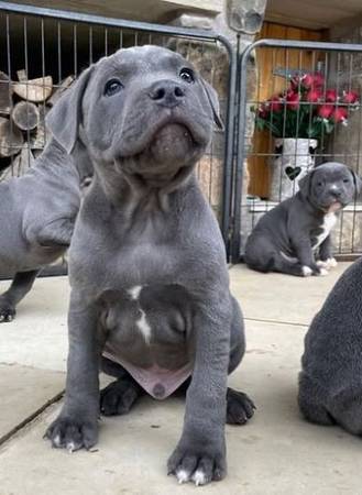 Handsome and beautiful Pitbull 1