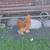 Bantam Cochin Roosters 6 thumbnail