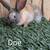 Tamuk bunnies 1 thumbnail