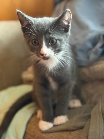 Kittens Need Adoption63873145072385121